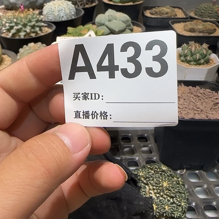 欣***间实生仙人球特价一颗