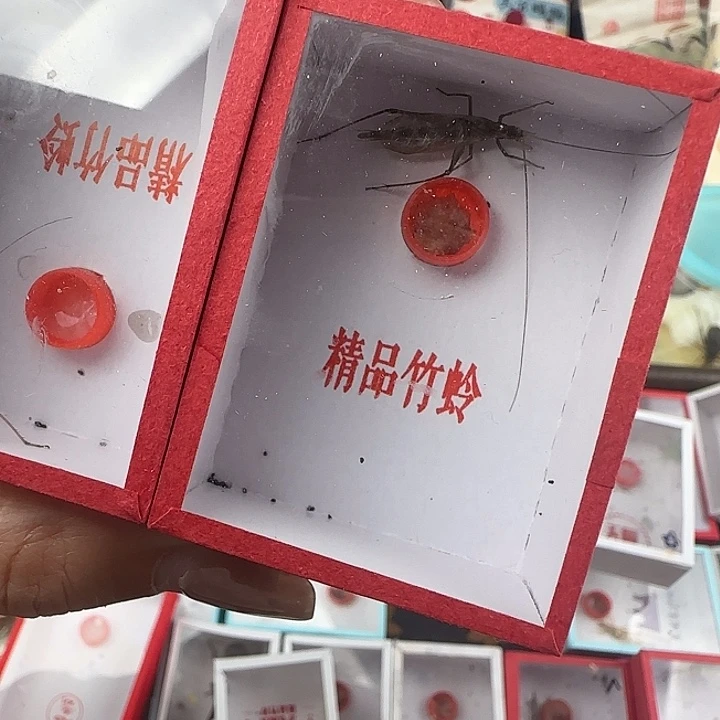 蟋蟀天水黑竹一只