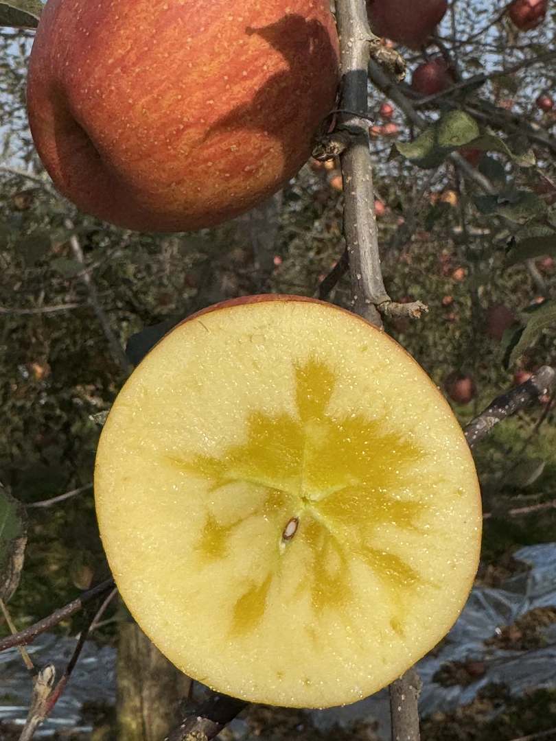 云南昭通糖心丑苹果甜蜜可口果肉细腻多汁健康水果