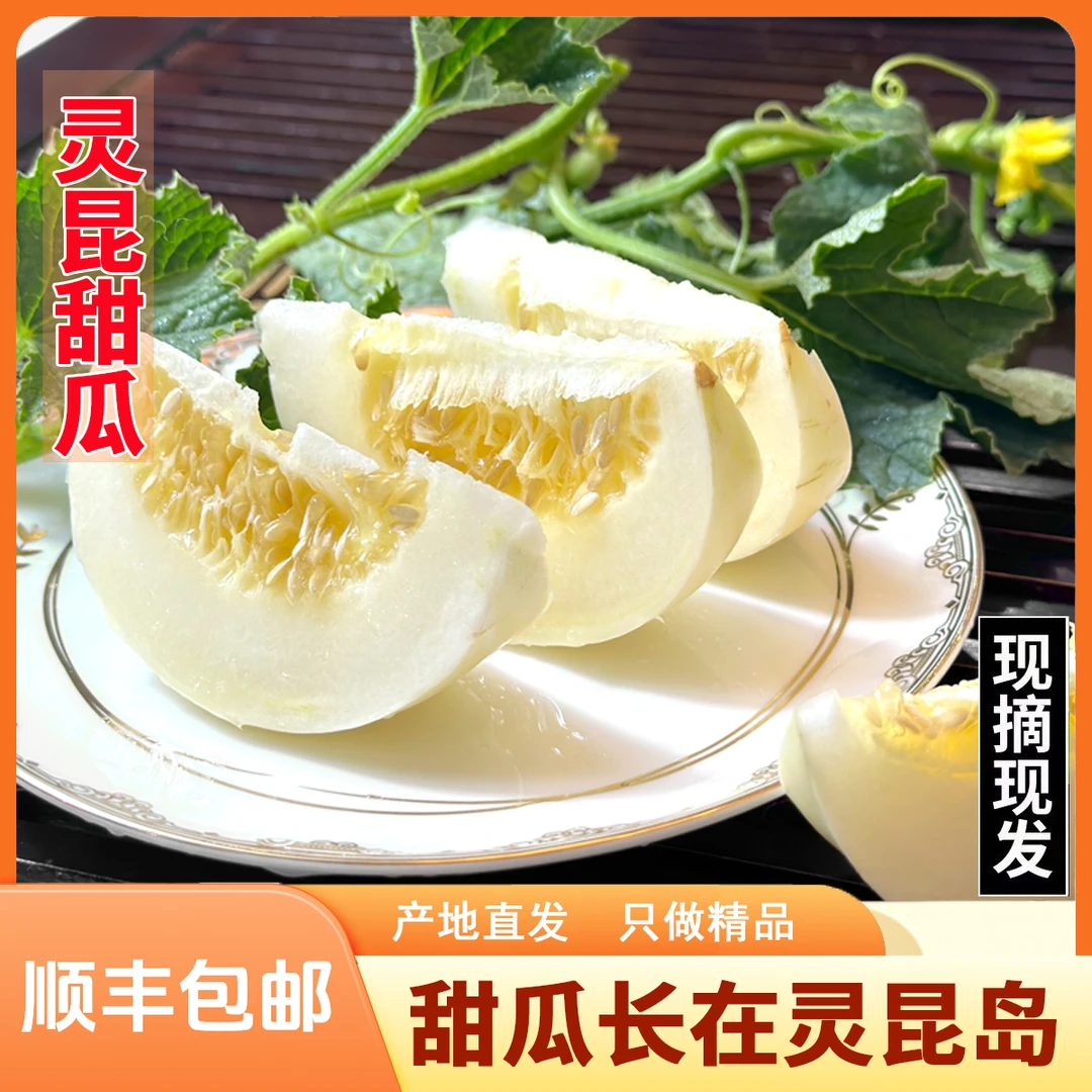 【乒乓球甜瓜】温州灵昆甜瓜老品种头茬白啄瓜脆甜香瓜小籽迷你甜瓜