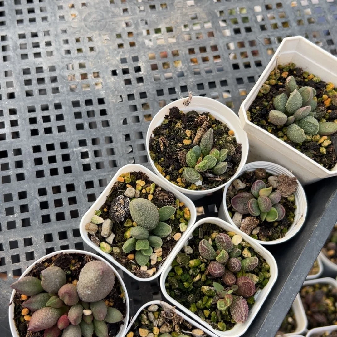 ****芳实生苗大苗多肉植物水泡