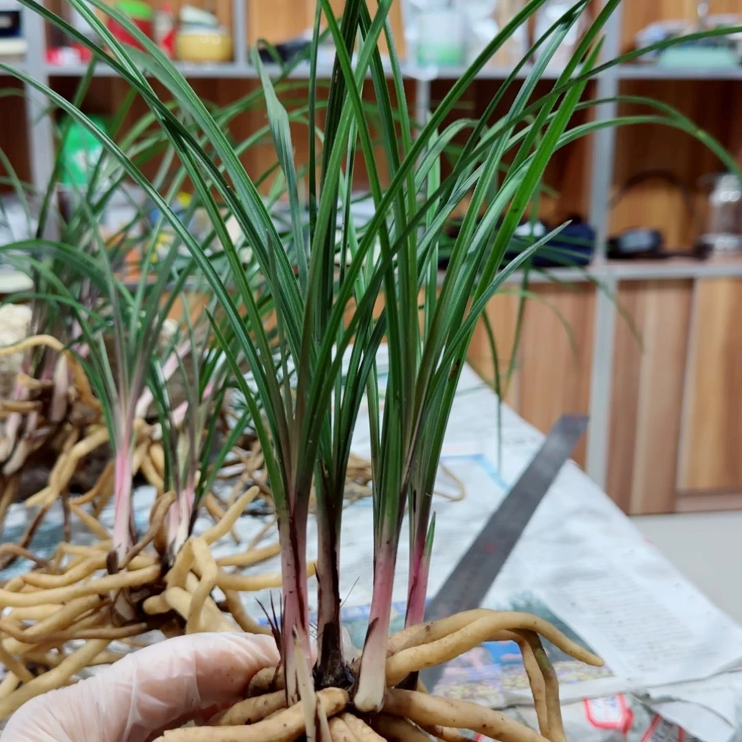 晴***业当前无花栽培后可以开花