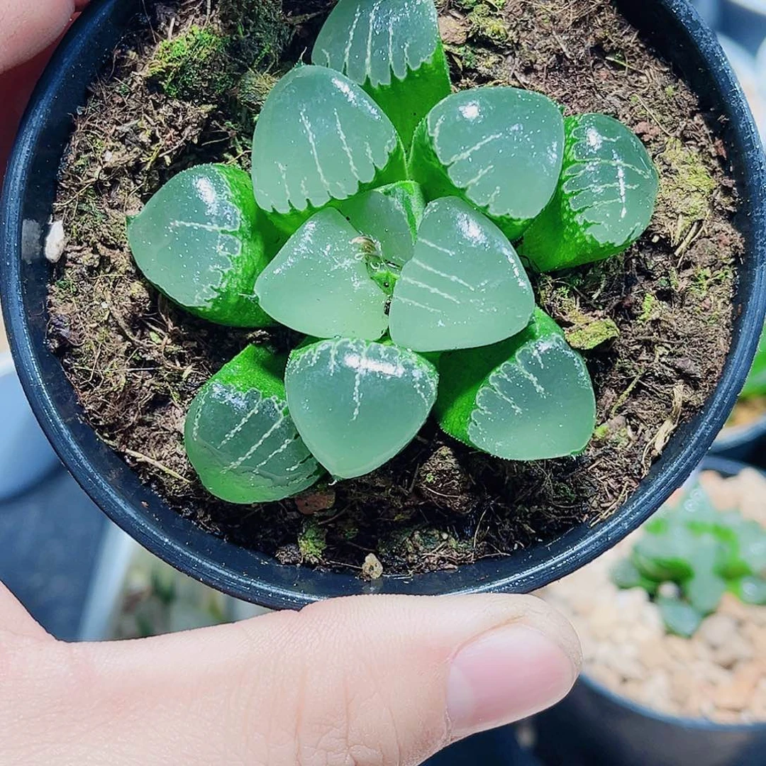 姬翠寿母本新手好养