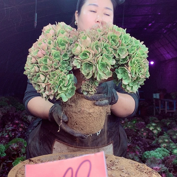 柒柒精品多肉脱土发货不包断侧枝不包售后099