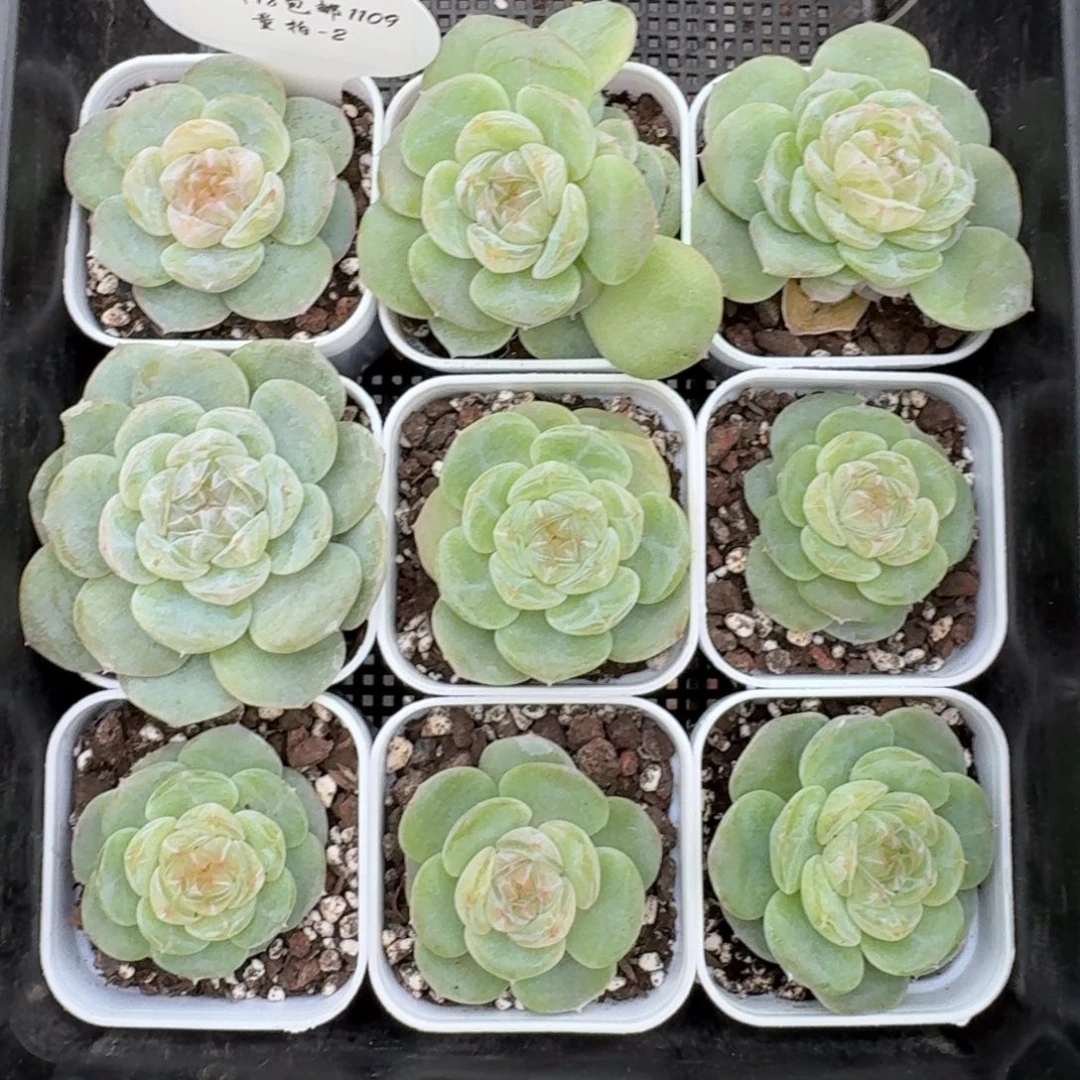 1109-2-素素单头量拍