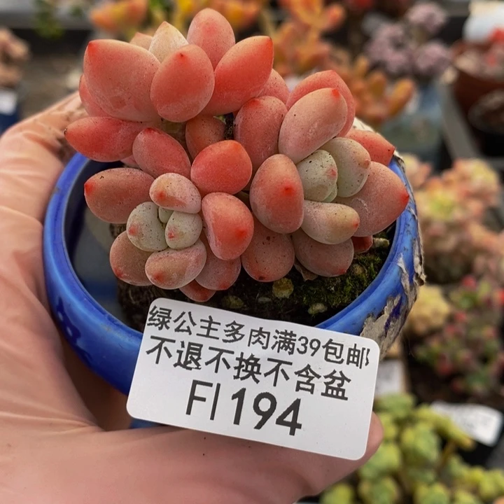 樱花洛神5vm194多肉植物