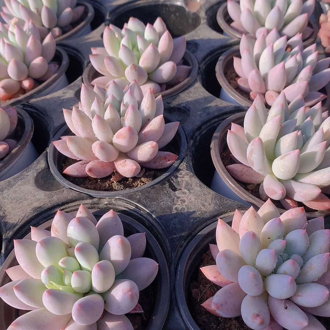 单头所罗门2457889900000