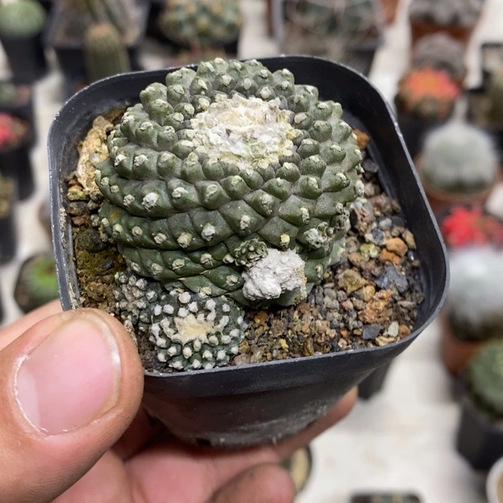 墨碟特价福利特价