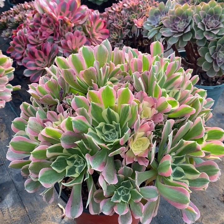 白凤多肉植物31。