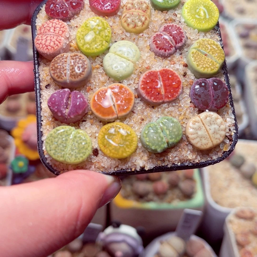 139号带盆包邮发货