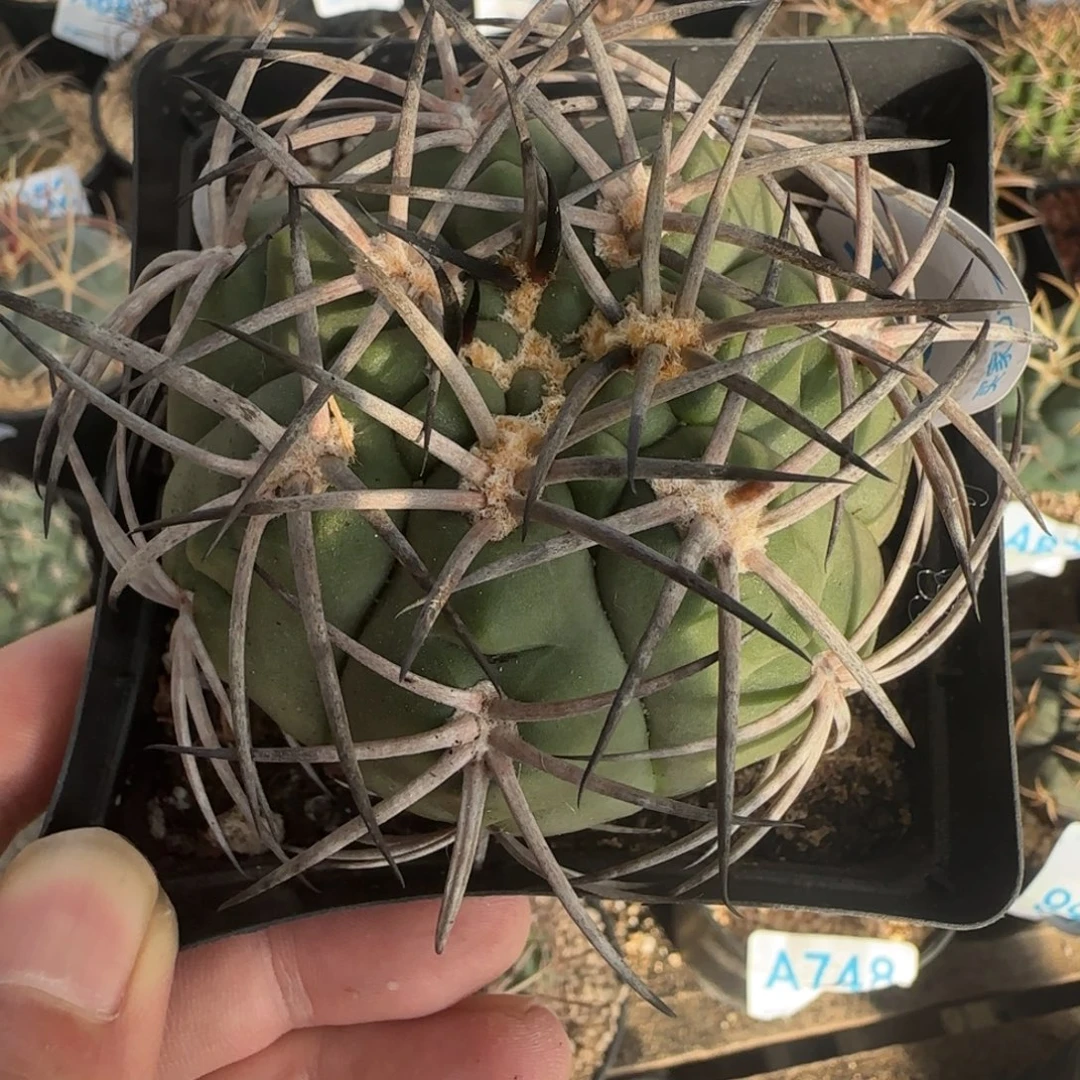 在***乎太刀 实生仙人球945