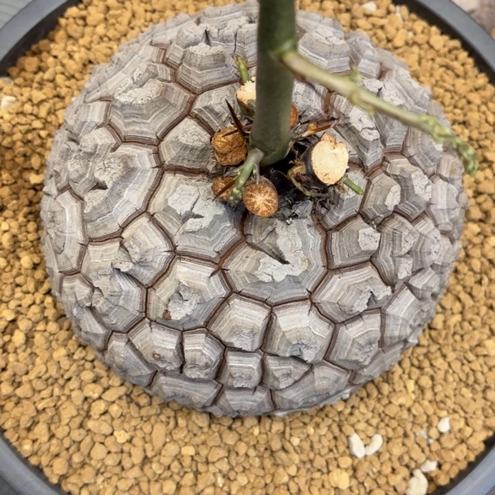 6800号龟甲龙带盆包邮尺寸18