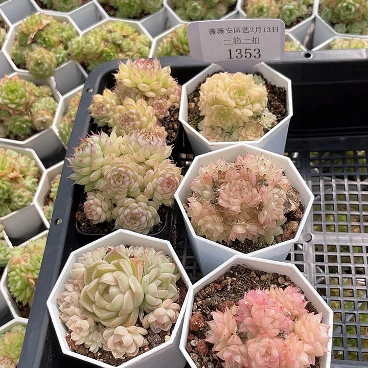 薇薇安园艺多肉1353