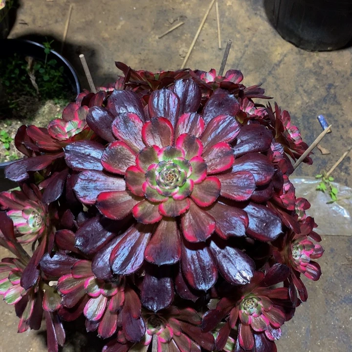 无花朵十里红妆000000000