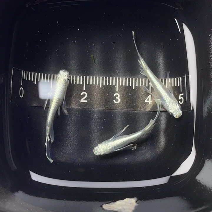 青鳉鱼天使之翼3条，4号，满15包邮，可叠单