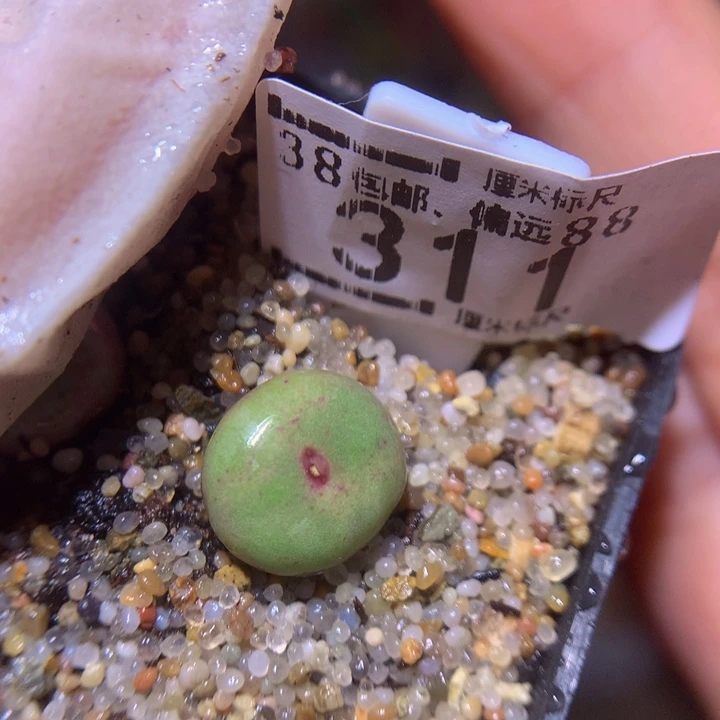 S精品生石花.311