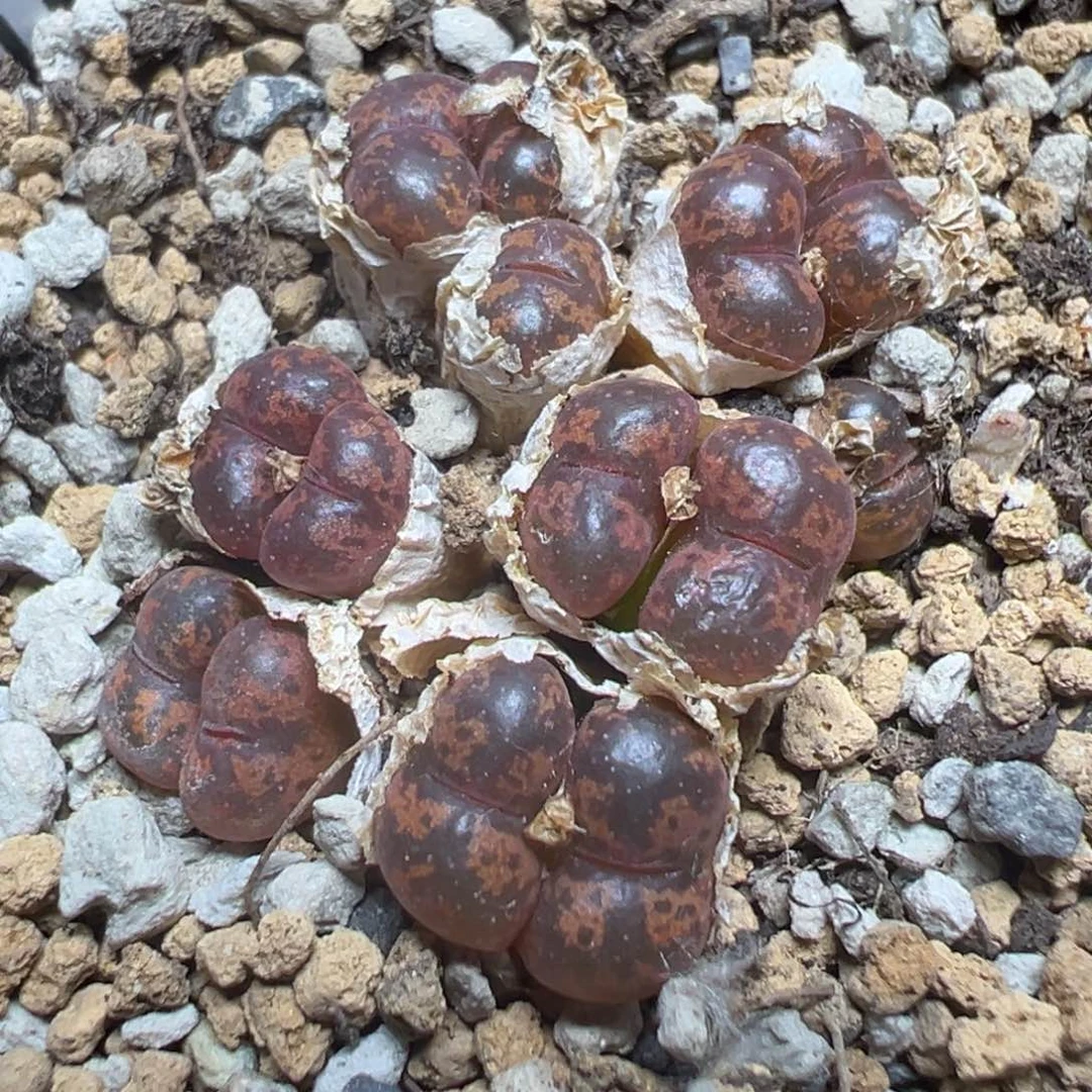 【闪购商品】 403。