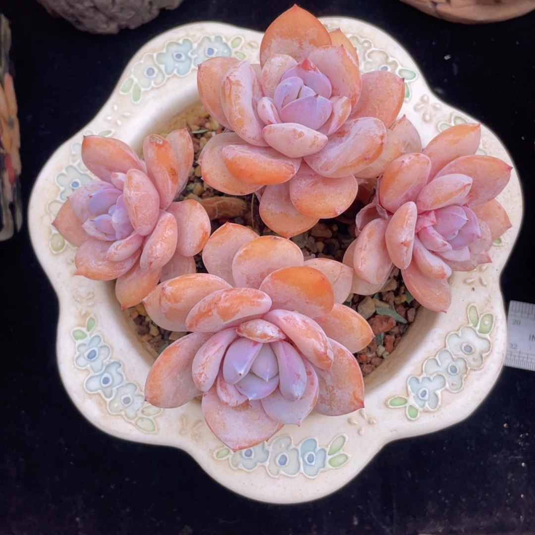 辛****678889999999999999