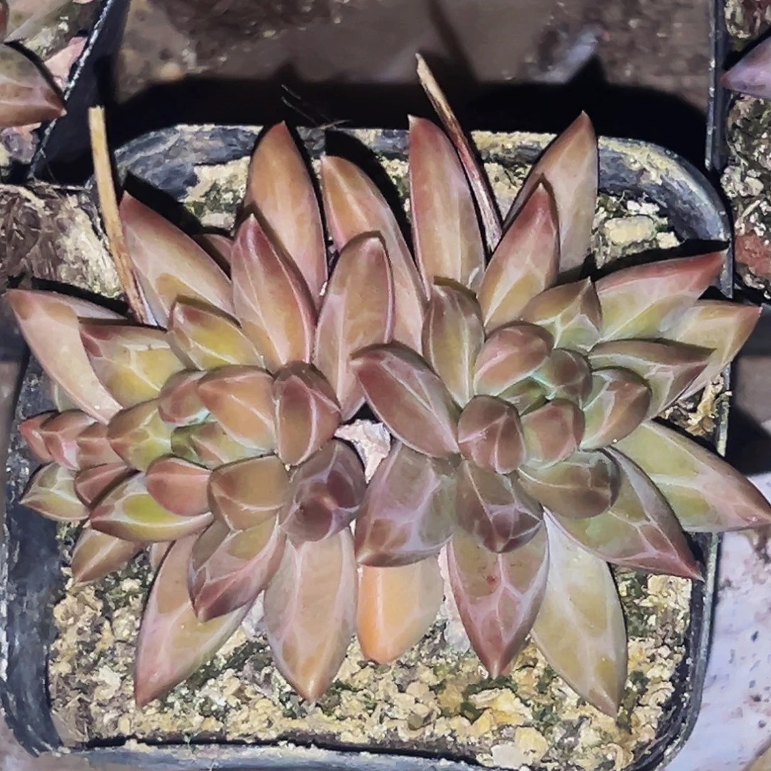 桔云多肉美人精品系列