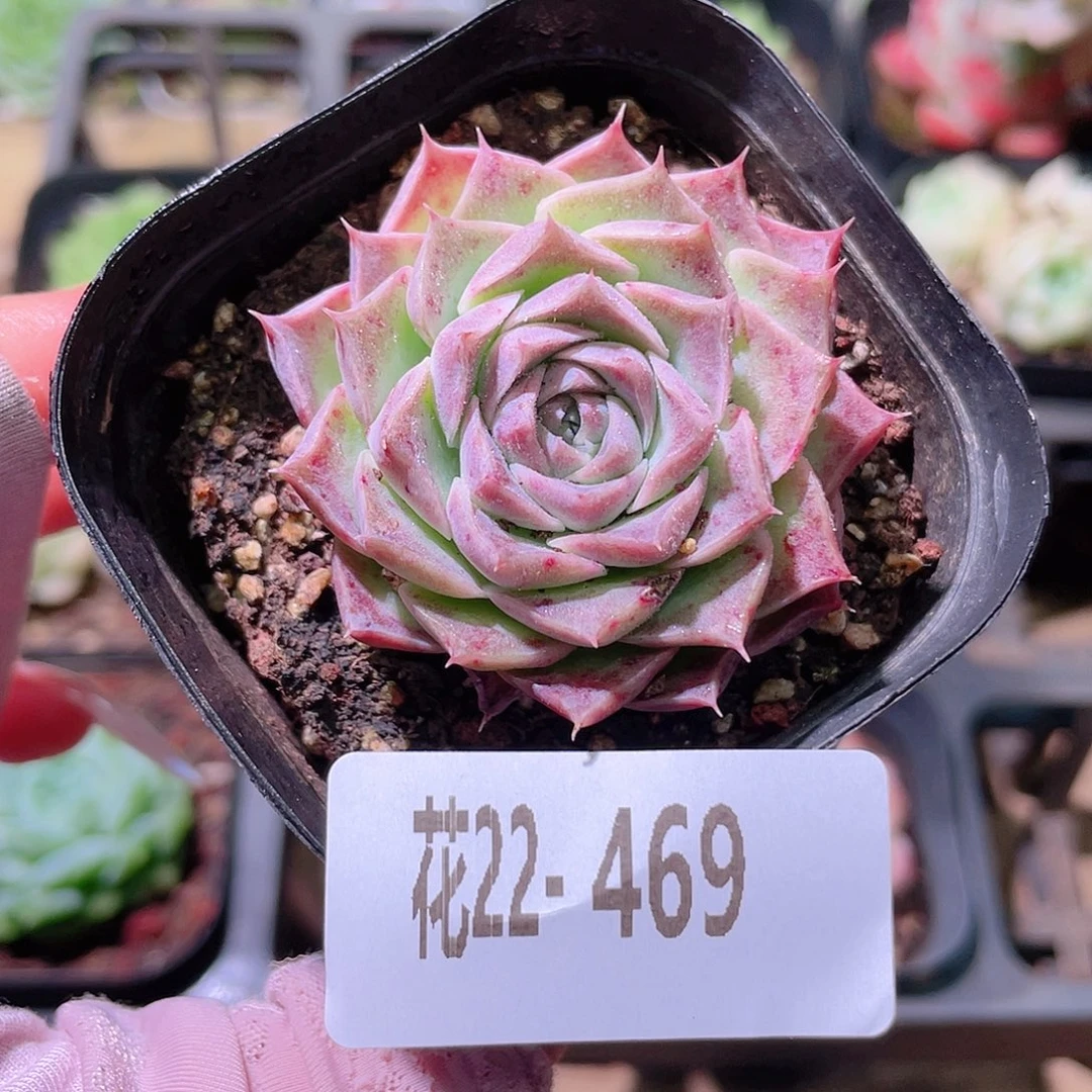 花利美22-469海玲娜