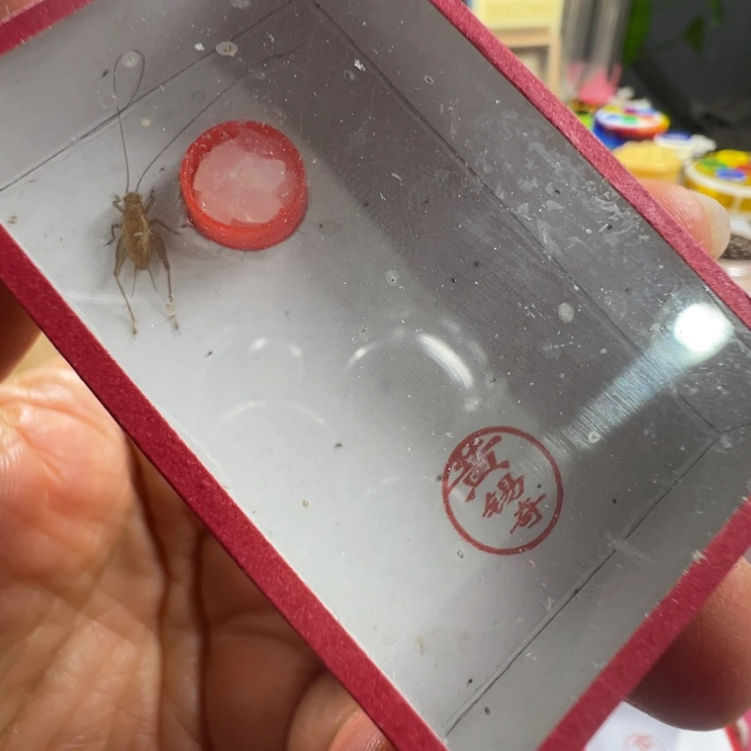 蟋蟀两只黄老师中黄蛉