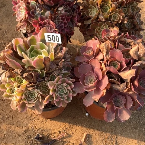 500四颗法师多肉植物