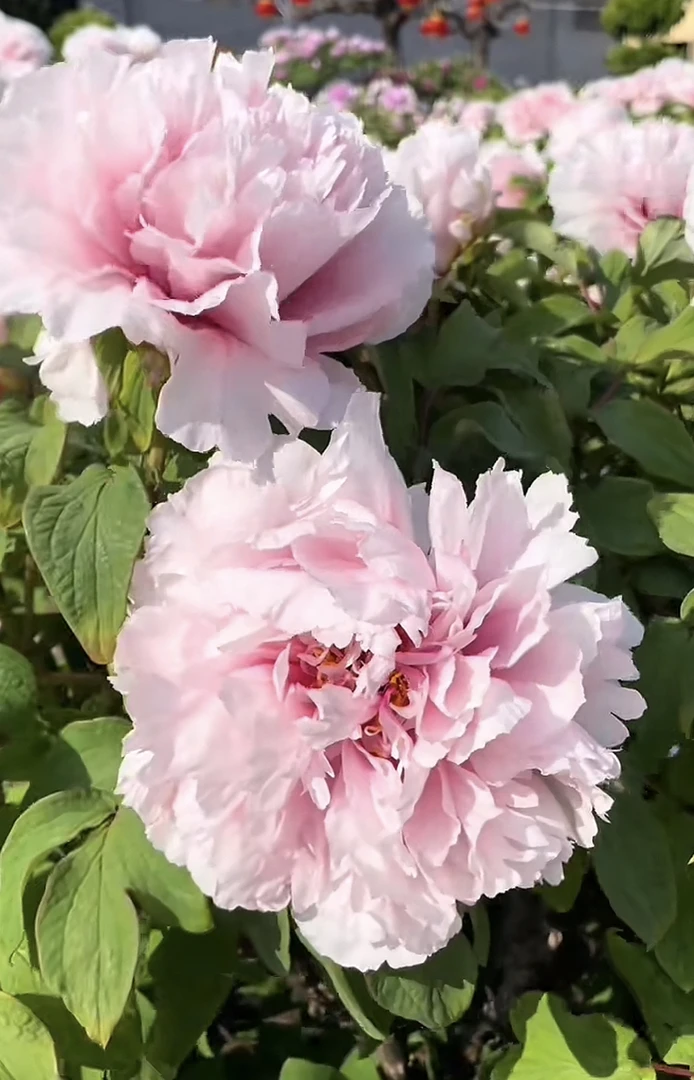 【雪映桃花】粉色观赏牡丹花苗 先发肥料 秋季发苗 菏泽基地直发