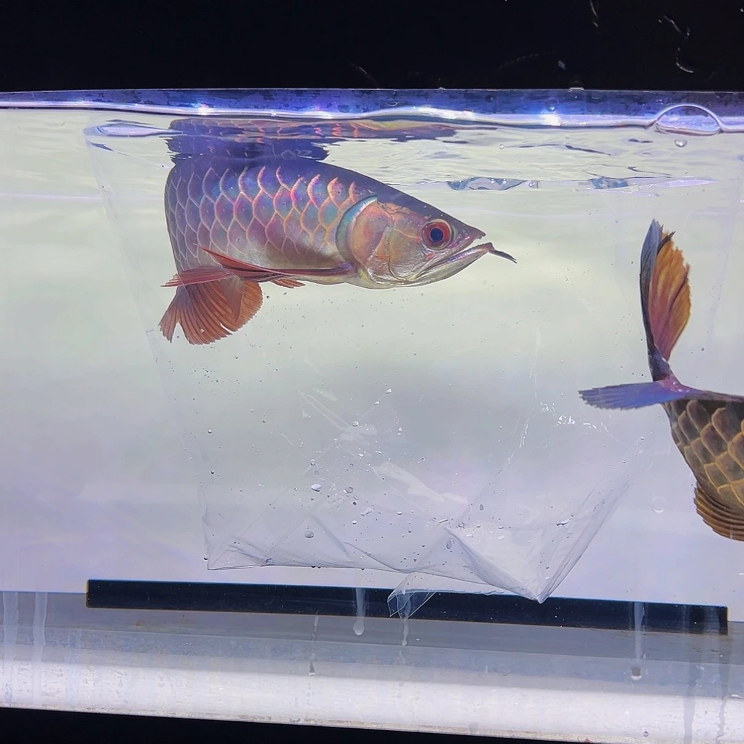 冯****海水鱼观赏鱼热带鱼金龙鱼