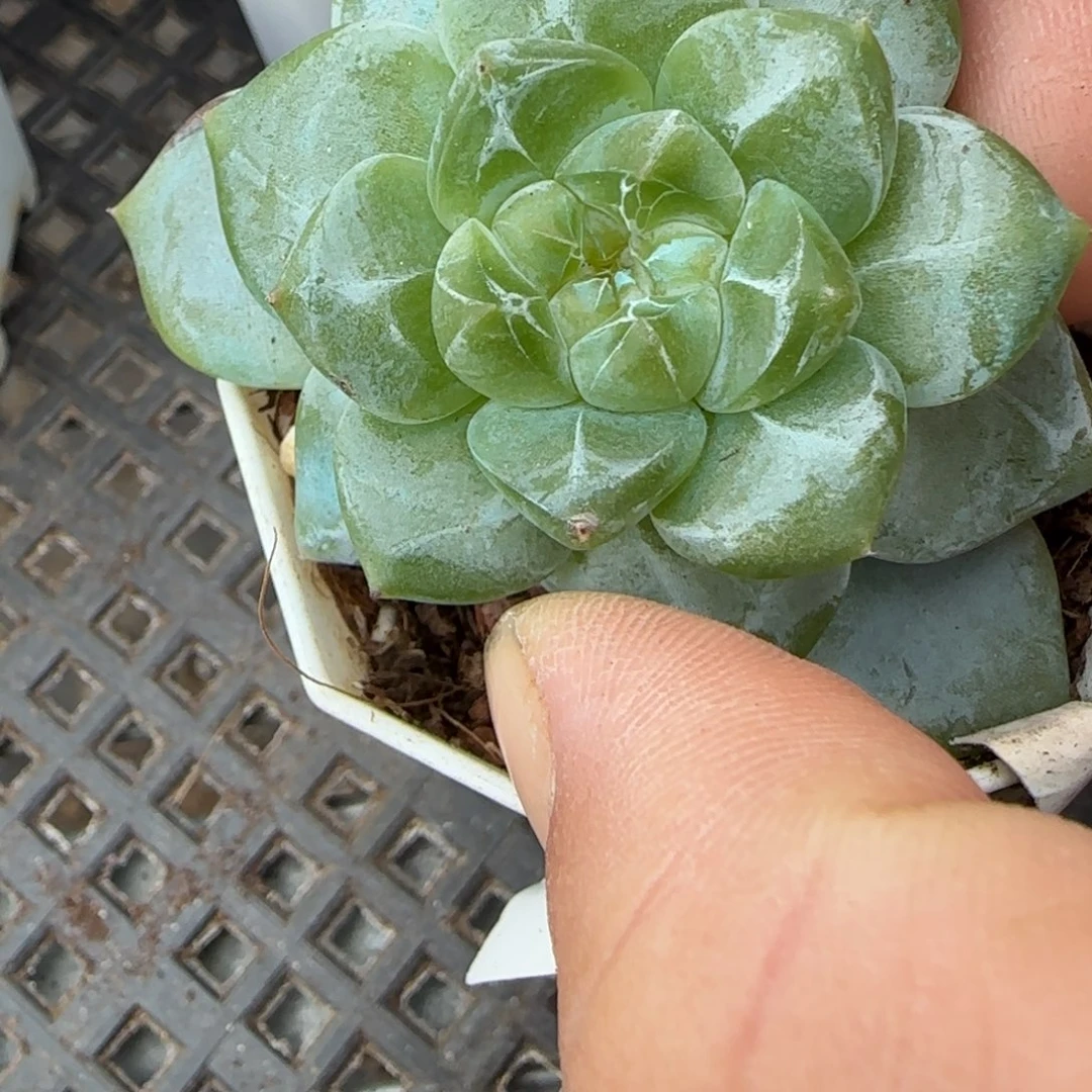 小卡拉米糖心一物一拍15-103