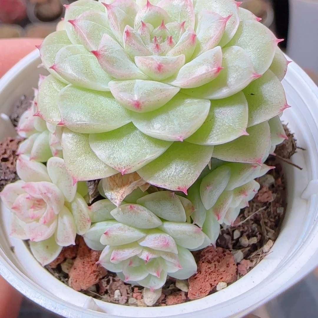 花语多肉1209-30散