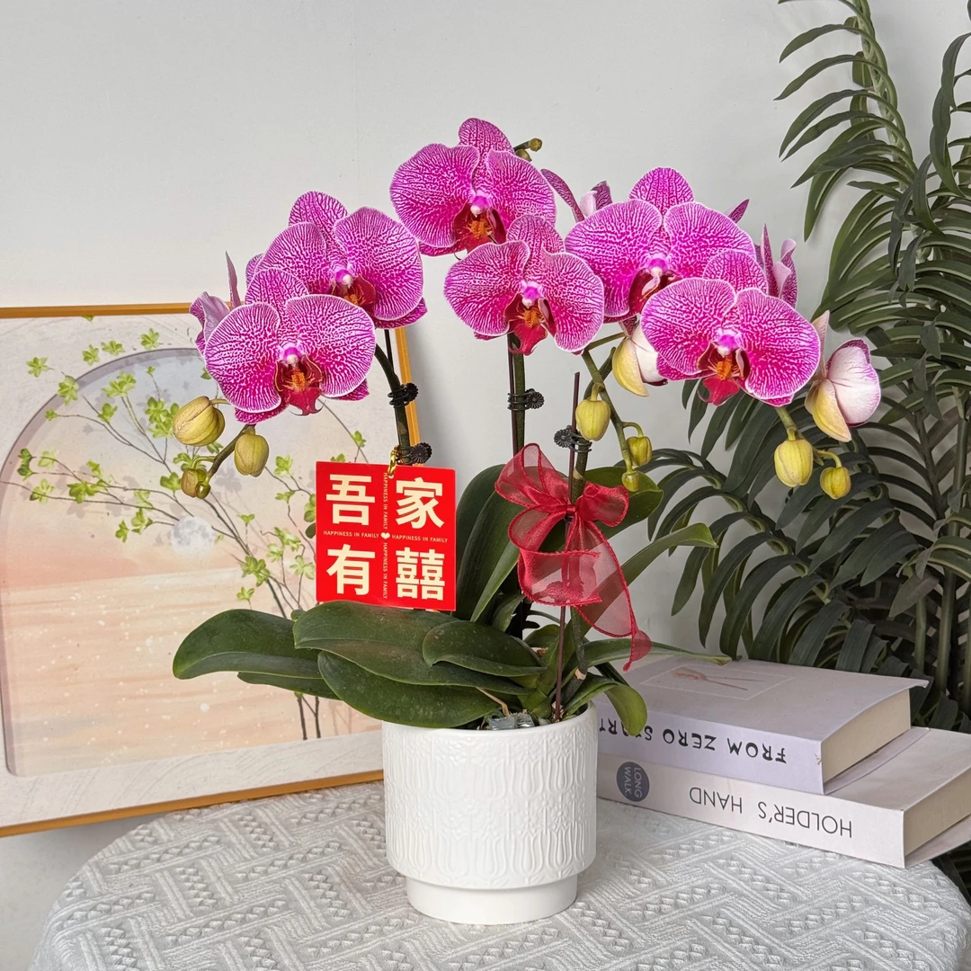 【法国班】室内蝴蝶兰花盆栽开花株 四季好养护绿植叶片