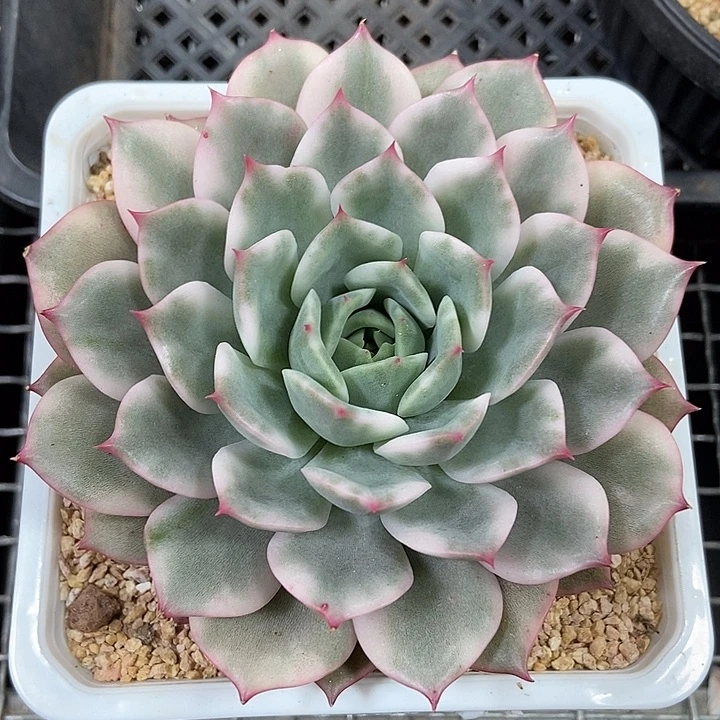 粉艾丽卡锦多肉植物