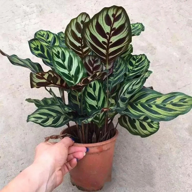 孔雀竹芋室内盆栽绿植花卉四季常绿植物好养室内客厅阳台办公室