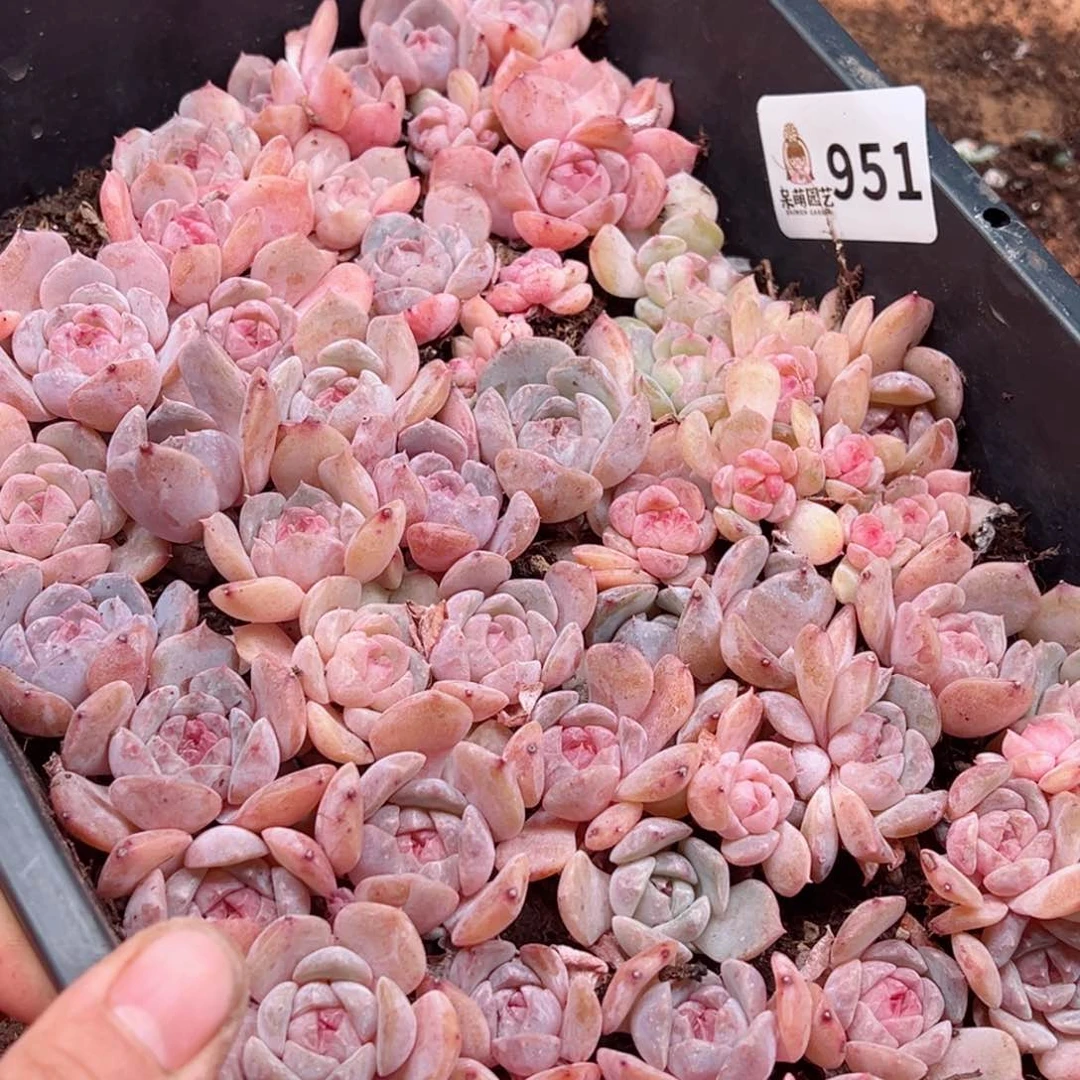 多肉植物多肉植物