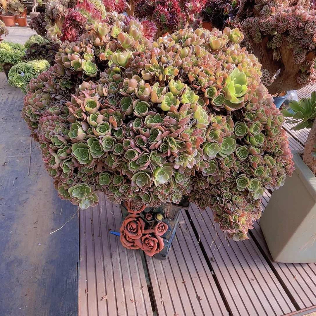 【闪购商品】无花朵玫瑰朵朵