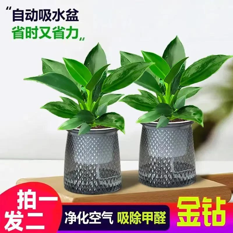 【拍一发二】金钻绿公主盆栽室内绿植吸甲醛净化空气四季常青好养