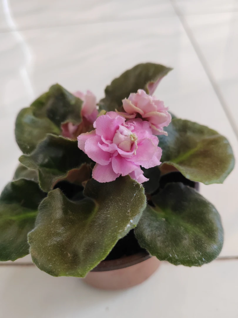 紫罗兰一盆包邮到家