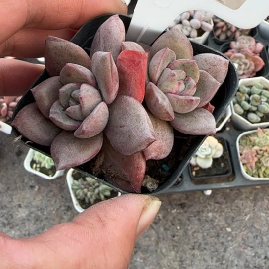 263德国香槟多肉植物多