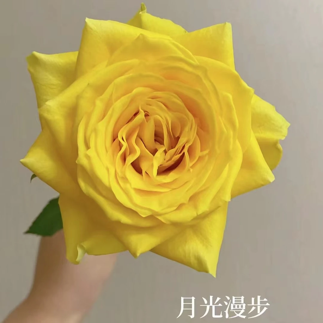 【思芹花卉 | 月光漫步-朵拉的玫瑰】家居鲜花，1单冷链，2单空运