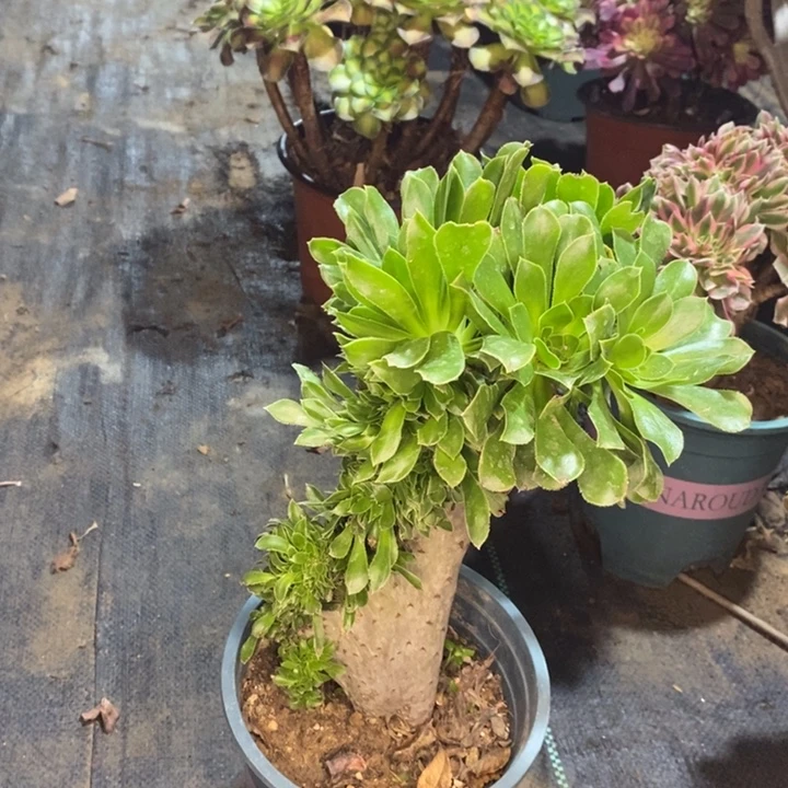 原始绿缀多肉植物49。