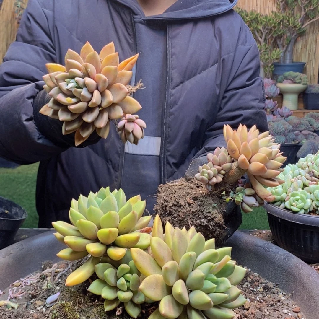 情***f103号象牙多肉