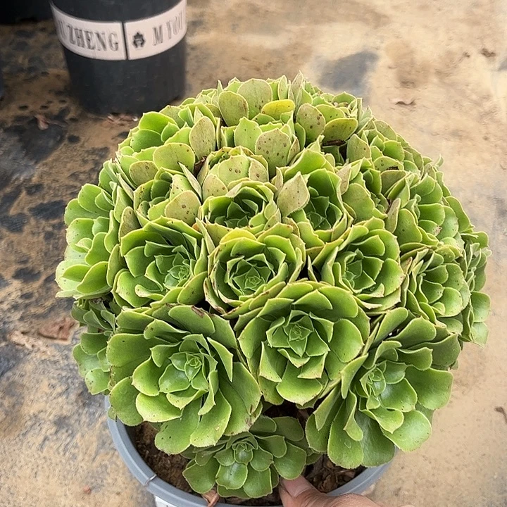 多肉植物法师绿玫瑰1