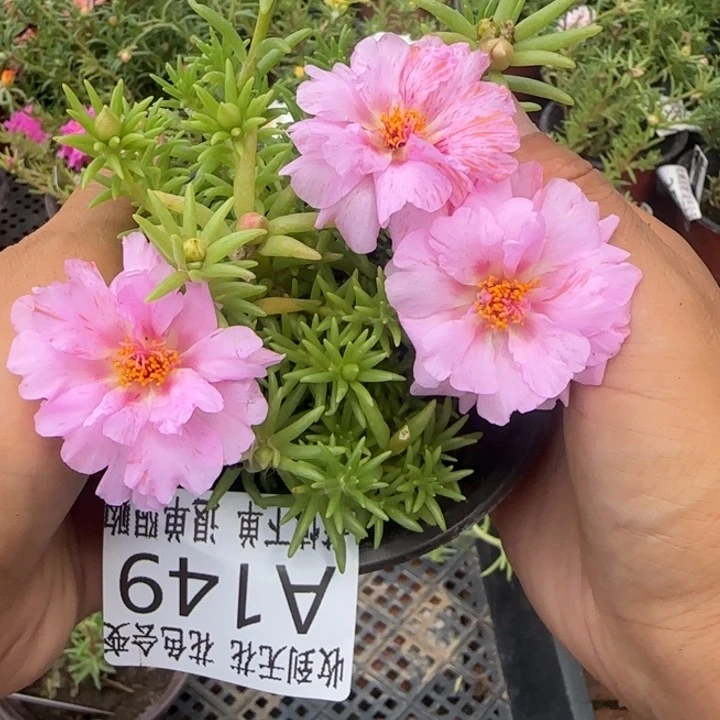 无花朵A149超小苗盆口10cm