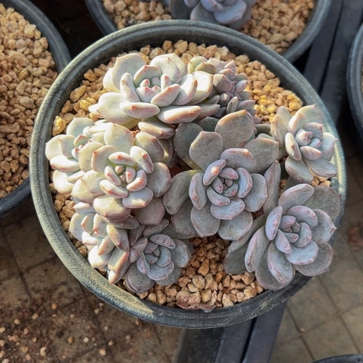 星影 琥珀 琥珀 琥珀