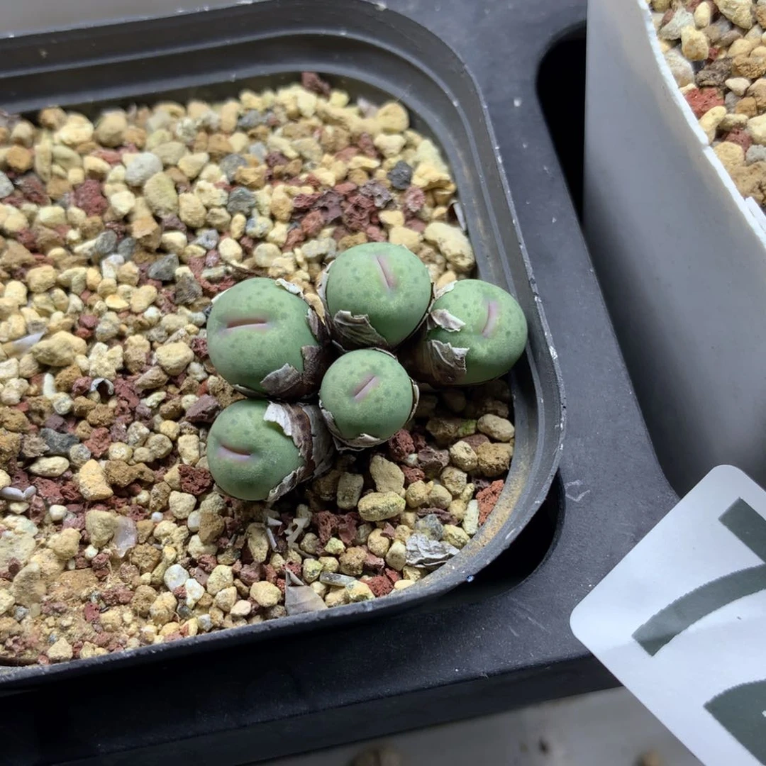 727奶油嘴母本一颗