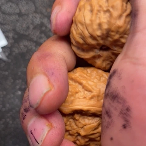 文玩核桃把件蛤蟆5.5