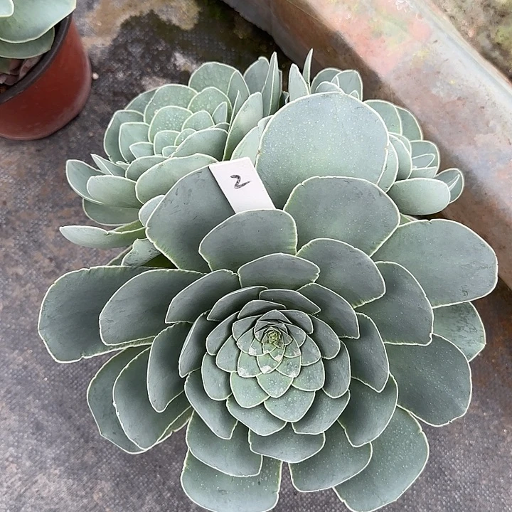 山地玫瑰一物一拍脱土发，2号，不包断侧芽