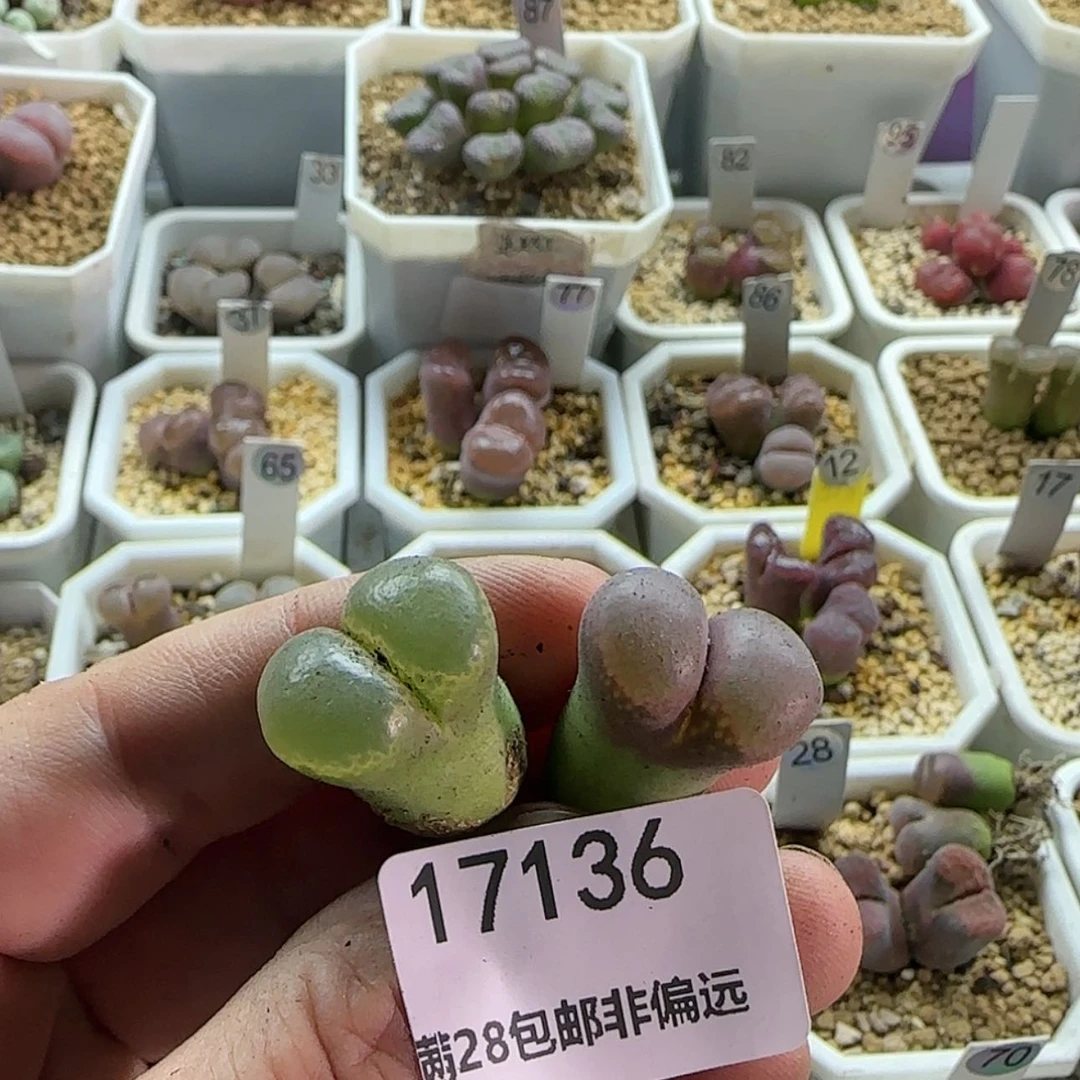 【闪购商品】嘉**园17136