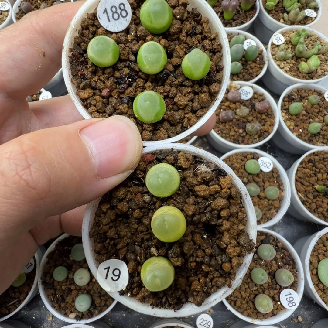 ʚ***ɞ拉登8颗脱土188➕190000000