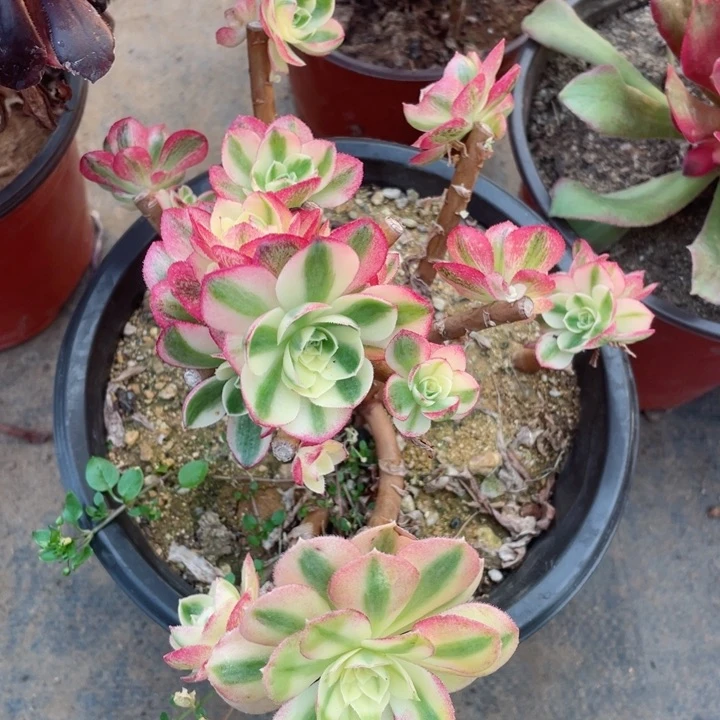 179玉资有砍不包掉头12345678